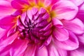 Bright pink dahlia flower with a little yellow