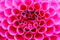 Bright pink dahlia flower macro photo. Picture in color emphasizing the intense pink colours and reddish shadows