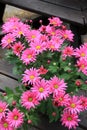 Bright pink daisies in clay pots on wood benches Royalty Free Stock Photo