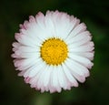 Bright pink Daisy flower closeup on green background. Marguerite with white pink petals and yellow middle heart with detailed Royalty Free Stock Photo