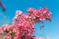Bright pink delicate flowers of an apple tree on a branch of a spring blooming apple tree in the garden Royalty Free Stock Photo