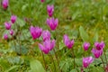 Bright pink eastern sowbread flowers - Cyclamen coum