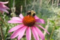 Bright Pink Echinacea and Bee Royalty Free Stock Photo