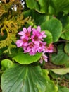 Bright pink Elephant-ears flowers on a bushy green background