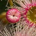 Bright Pink Eucalyptus Flowers, Sunbury, Victoria, Australia, October 2017 Royalty Free Stock Photo