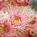 Bright Pink Eucalyptus Flowers, Sunbury, Victoria, Australia, October 2017 Royalty Free Stock Photo