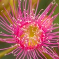 Bright Pink Eucalyptus Flowers, Sunbury, Victoria, Australia, October 2017 Royalty Free Stock Photo