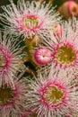 Bright Pink Eucalyptus Flowers, Sunbury, Victoria, Australia, October 2017 Royalty Free Stock Photo