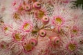 Bright Pink Eucalyptus Flowers, Sunbury, Victoria, Australia, October 2017 Royalty Free Stock Photo