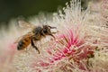 European Honey Bee Feeding on Bright Pink Eucalyptus Flowers, Sunbury, Victoria, Australia, October 2017 Royalty Free Stock Photo