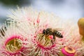 European Honey Bee Feeding on Bright Pink Eucalyptus Flowers, Sunbury, Victoria, Australia, October 2017 Royalty Free Stock Photo