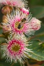 European Honey Bee Feeding on Bright Pink Eucalyptus Flowers, Sunbury, Victoria, Australia, October 2017 Royalty Free Stock Photo