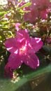 Bright pink exotic stem flower in full bloom