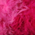 Bright pink feather boas
