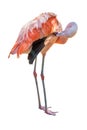 Bright pink flamingo isolated on white