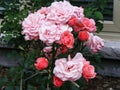 Pink Floribunda Roses in Garden