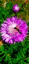 Bright pink flower. the bee collects nectar. Royalty Free Stock Photo