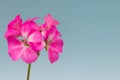 Bright pink flower on a blue background close-up. Minimalism. Idea - postcards, layout, mockup. horizontal photo.