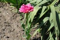 Bright pink flower of double fringed tulip