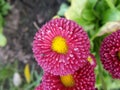 Bright pink flower and a fly on it, macro Royalty Free Stock Photo