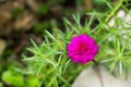Bright pink flower and green leaf, bright pink moss rose