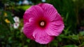 Bright pink flower of hibiscus (Hibiscus rosa sinensis) on green background - Hawaiian wild pink Hibiscus Plant