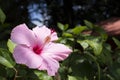 Bright pink flower of hibiscus (Hibiscus rosa sinensis) on green background. Royalty Free Stock Photo