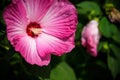 Bright pink flower of hibiscus Hibiscus rosa sinensis on green background. Karkade native to tropical regions. Hawaiian wild pink