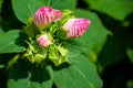 Bright pink flower of hibiscus Hibiscus rosa sinensis on green background. Karkade native to tropical regions. Hawaiian wild pink