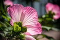 Bright pink flower of hibiscus Hibiscus rosa sinensis on green background. Karkade native to tropical regions. Hawaiian wild pink