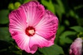 Bright pink flower of hibiscus Hibiscus rosa sinensis on green background. Karkade native to tropical regions. Hawaiian wild pink