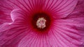 Bright pink flower of hibiscus (Hibiscus rosa sinensis) - Hawaiian wild pink Hibiscus Plant