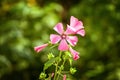 Bright pink flower Lavater in the garden Royalty Free Stock Photo