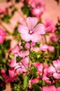 Bright pink flower Lavater in the garden Royalty Free Stock Photo