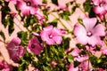 Bright pink flower Lavater in the garden Royalty Free Stock Photo