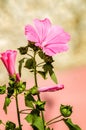 Bright pink flower Lavater in the garden Royalty Free Stock Photo