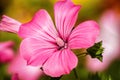 Bright pink flower Lavater in the garden Royalty Free Stock Photo