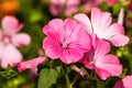 Bright pink flower Lavater in the garden Royalty Free Stock Photo