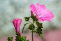 Bright pink flower Lavater in the garden Royalty Free Stock Photo
