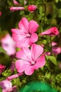 Bright pink flower Lavater in the garden Royalty Free Stock Photo
