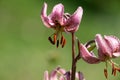 Bright pink flower Lilium Martagon with curly swirling petals