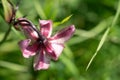 Bright pink flower Lilium Martagon with curly swirling petals