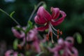 Bright pink flower Lilium Martagon with curly swirling petals, red large pistils grows in the garden. Field plant. Close-up