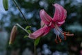 Bright pink flower Lilium Martagon with curly swirling petals, red large pistils grows on stem with green leaves