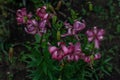 Bright pink flower Lilium Martagon with curly swirling petals, red large pistils grows on stem with green leaves in the garden