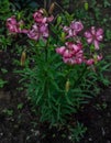 Bright pink flower Lilium Martagon with curly swirling petals, red large pistils grows on stem with green leaves in garden