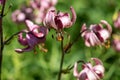 Bright pink flower Lilium Martagon with curly swirling petals