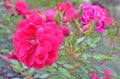 Bright pink flower macro