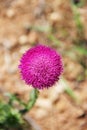 Bright pink flower of the medicinal plant thistle on the green stalk. Macro - close-up, bac Royalty Free Stock Photo