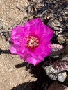 Bright pink flower of Opuntia basilaris, the beavertail cactus. Royalty Free Stock Photo